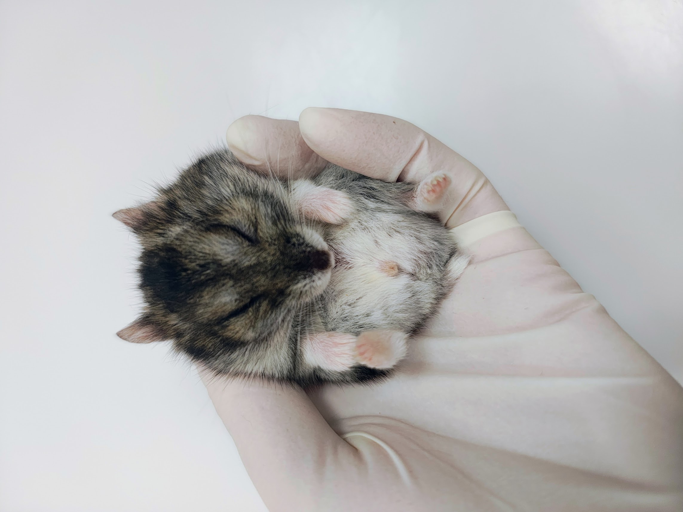 Jak prawidłowo przygotować się do wizyty u lekarza weterynarii?