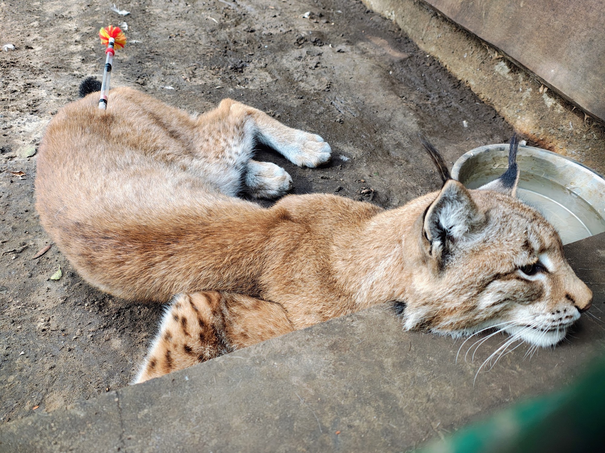 Jak przygotować się do farmakologicznej immobilizacji dzikiego zwierzęcia?