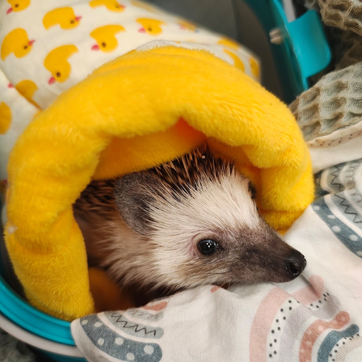 Jez na wizycie w nosidelku