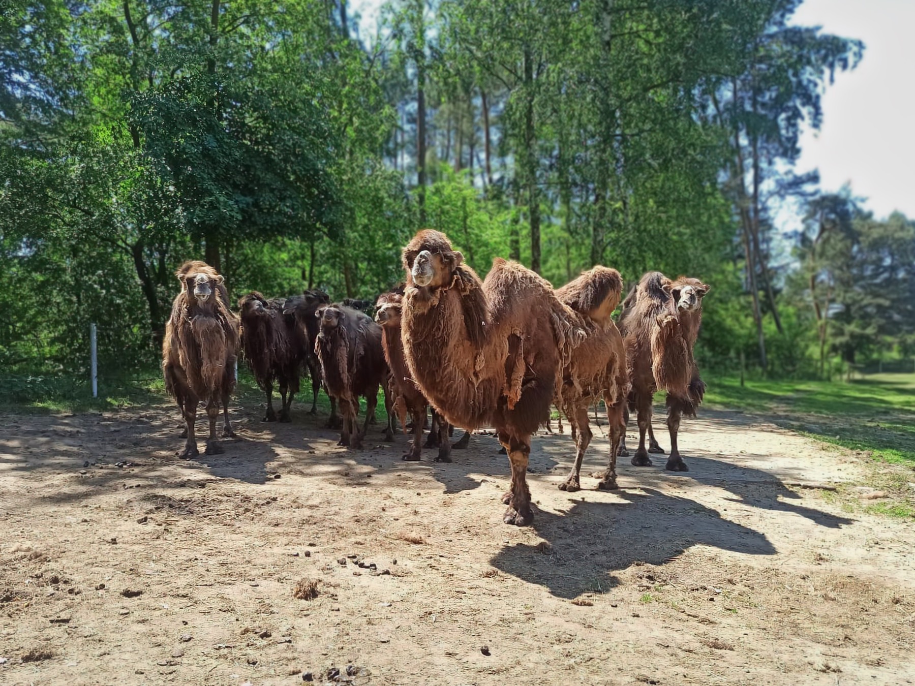 Kastracja - czy to zawsze najlepsza opcja?